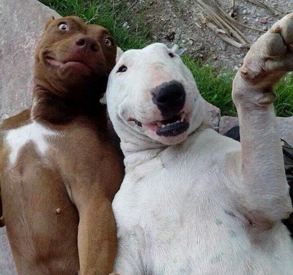 Selfie-Chiens