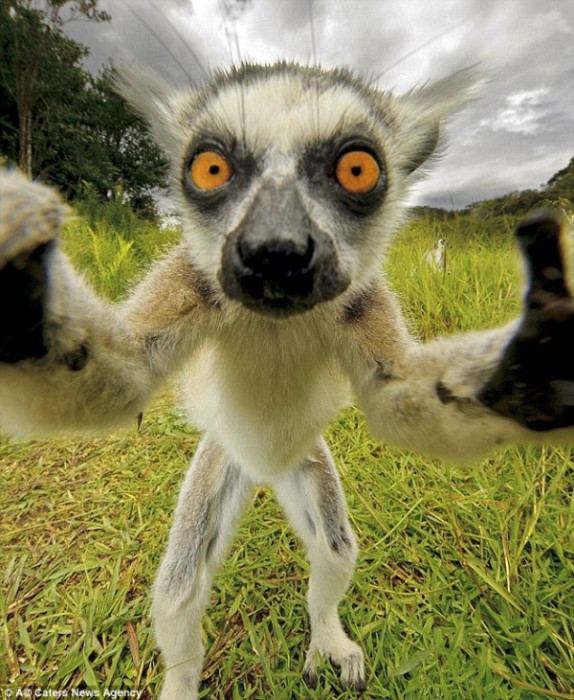 Selfie-insolite-animal