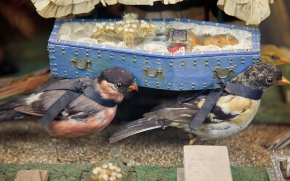Victorian-Taxidermy-01