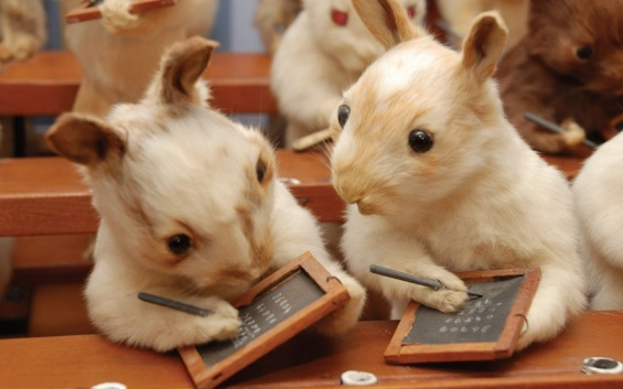 Victorian-Taxidermy-11