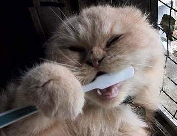 chat_brosse_dents