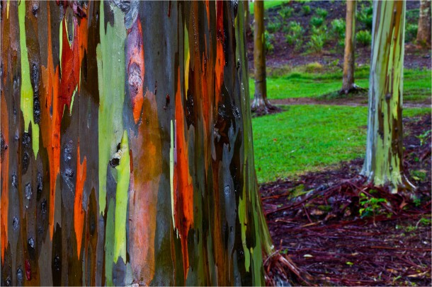 eucalyptus-stand-c2a9-2011-christopher-martin-2348