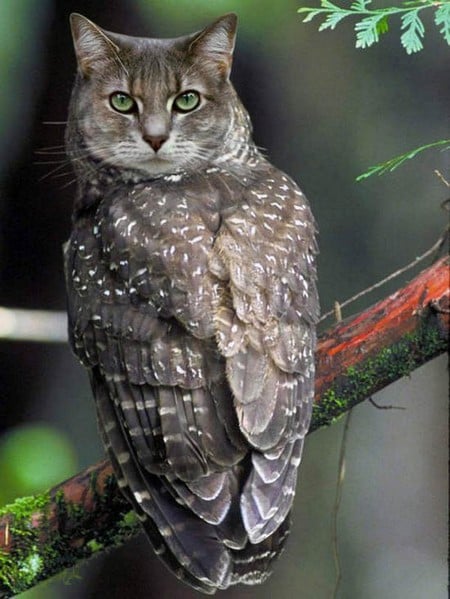 meowl-cat-owl-10