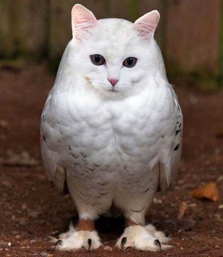 meowl-cat-owl-4