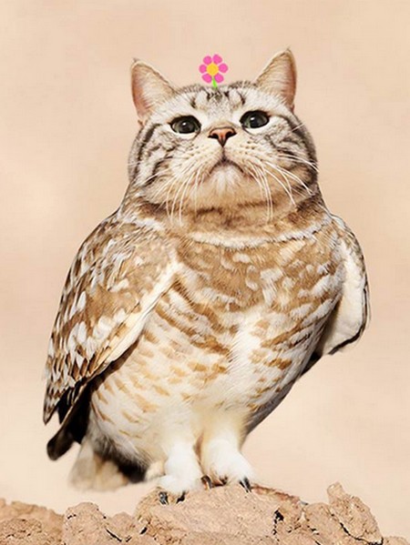 meowl-cat-owl-5