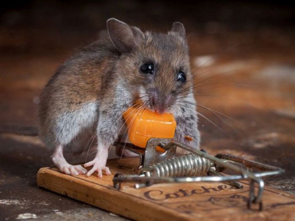 mice_vs_mousetraps_08