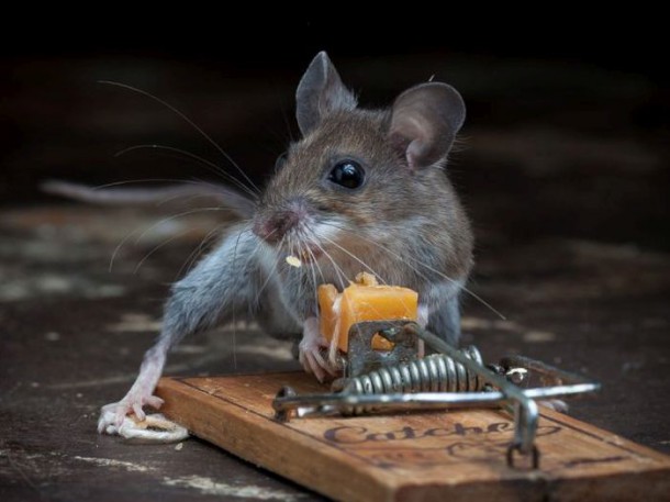 mice_vs_mousetraps_09