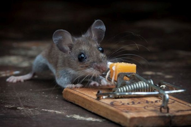 mice_vs_mousetraps_10