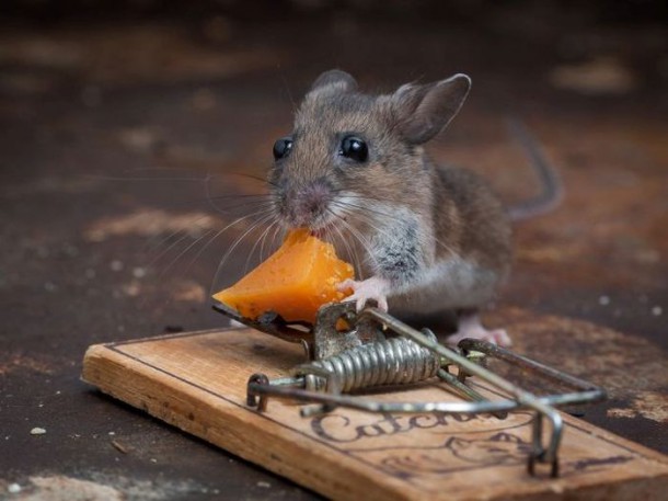 mice_vs_mousetraps_11