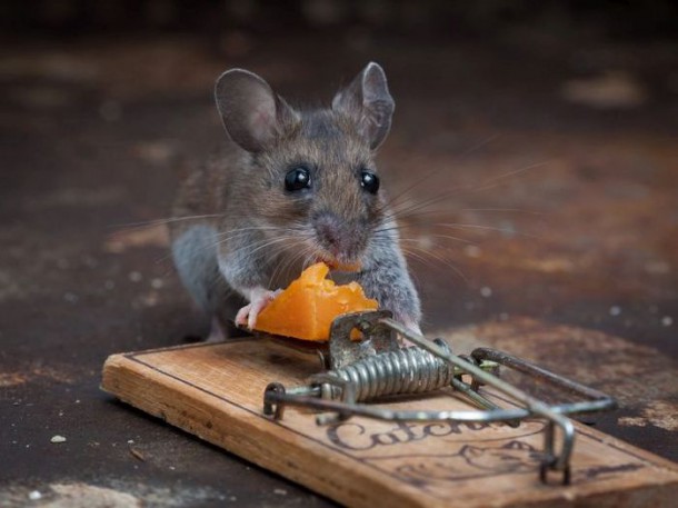 mice_vs_mousetraps_12