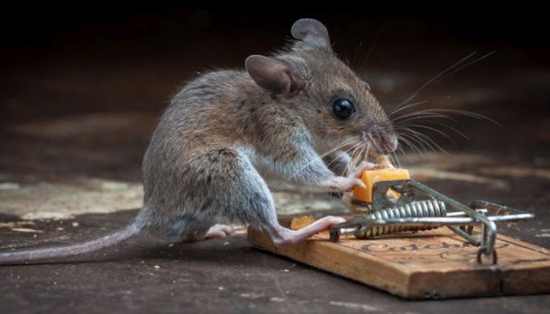 mice_vs_mousetraps_13