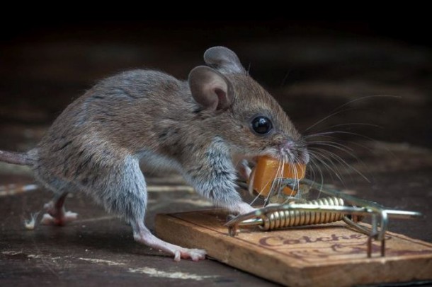 mice_vs_mousetraps_15