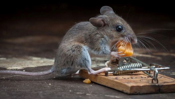 mice_vs_mousetraps_16