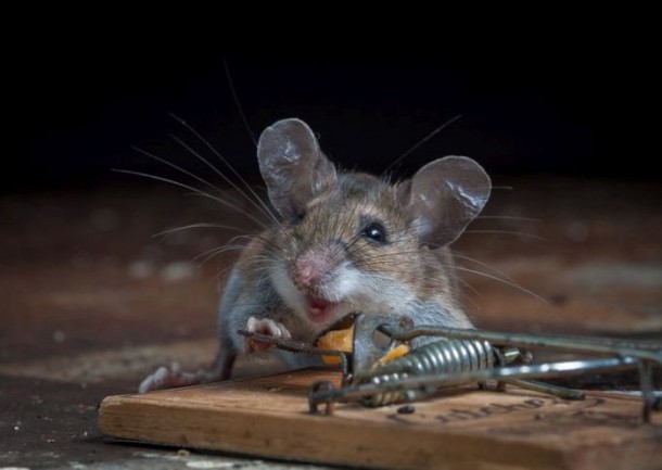 mice_vs_mousetraps_17