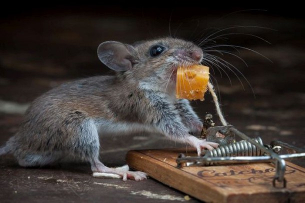 mice_vs_mousetraps_18