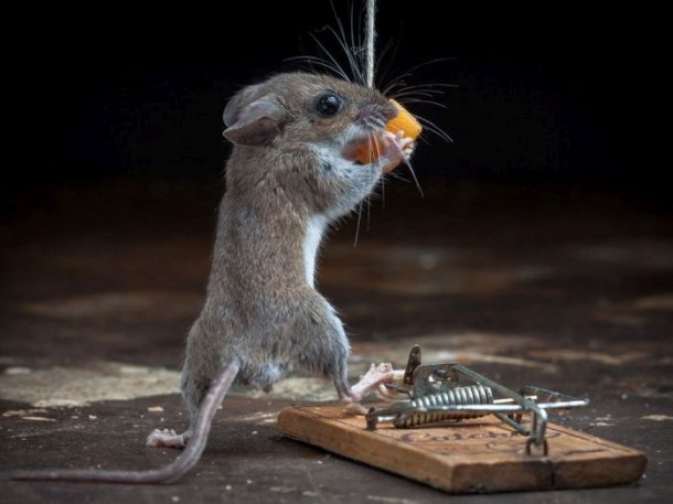 mice_vs_mousetraps_19