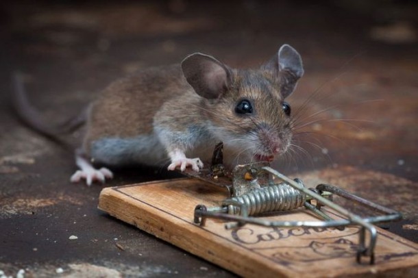 mice_vs_mousetraps_20