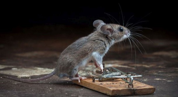 mice_vs_mousetraps_21