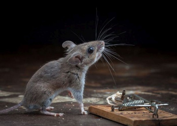 mice_vs_mousetraps_22