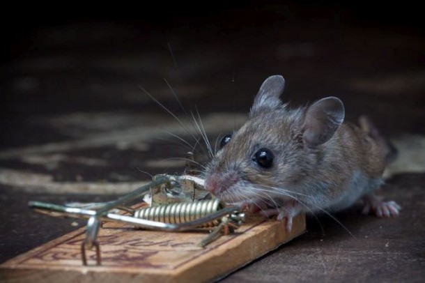 mice_vs_mousetraps_23