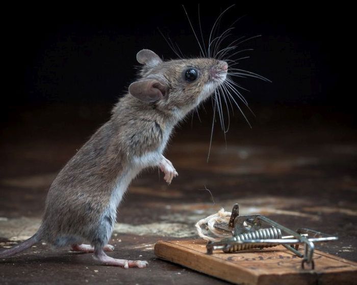 Живые мышки фотографии