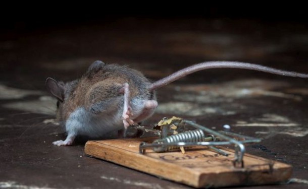 mice_vs_mousetraps_25