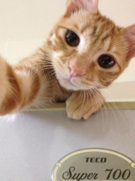 selfie-Chat-roux