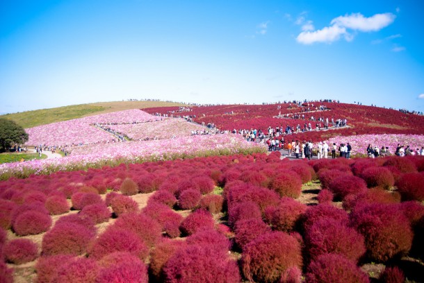 Hitachi Seaside Park, Japan