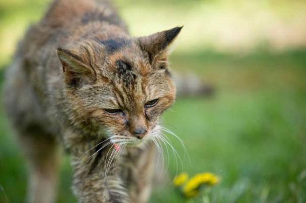 le-plus-vieux-chat-du-monde-est-mort