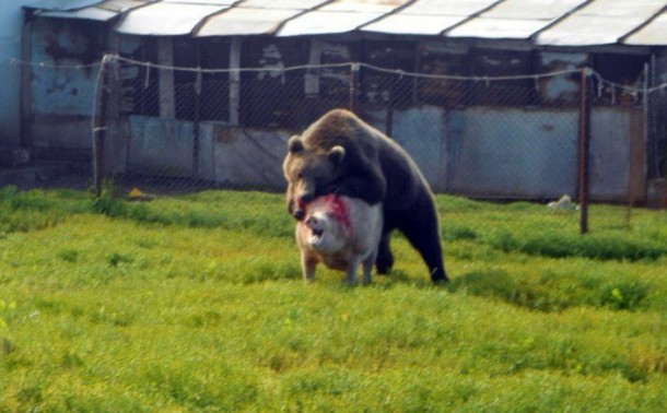 Ours-attaque-cochon