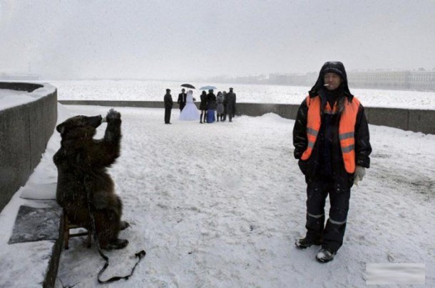 Ours-banquise-Russie