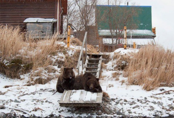 Ours-en-russie