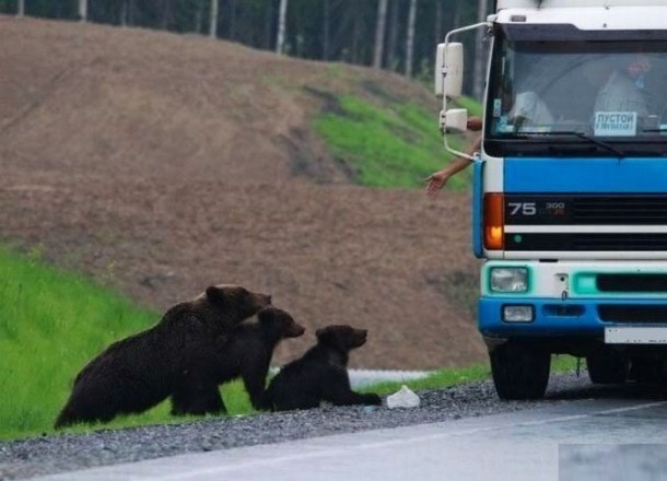 Ours-route-russie