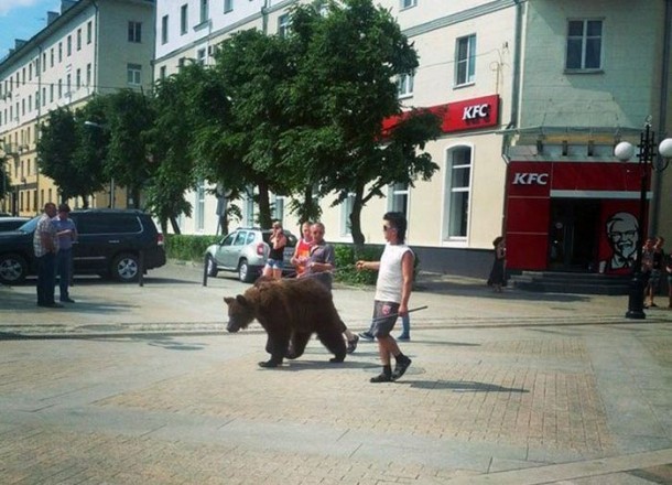 Ours-russie-en-laisse