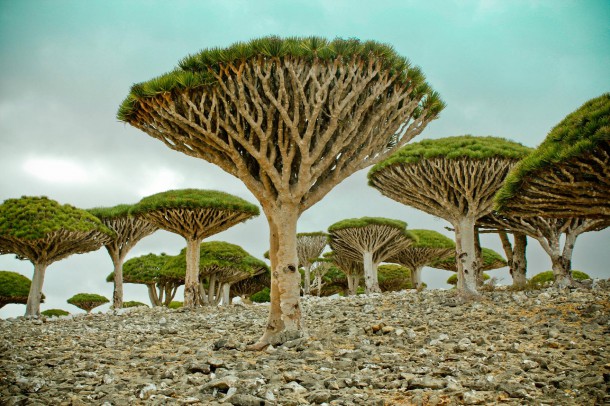 Île de Socotra, Yémen