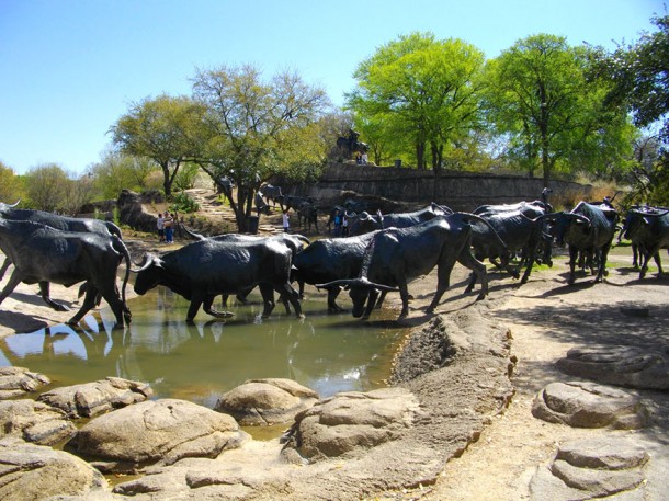 Cattle Drive à Dallas (USA)