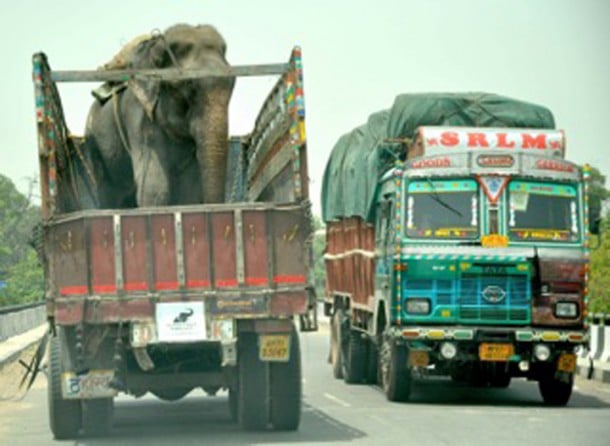 raju-elephant-prisonnier-4