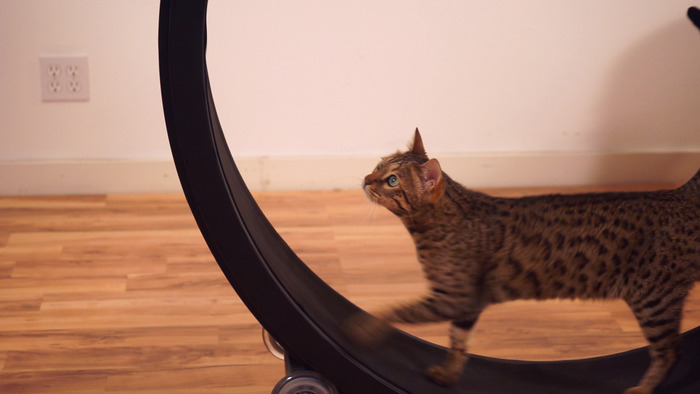 La Maxi Roue Des Chats Arrive