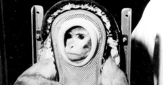 Une photo dédicacée du singe de l'espace Sam... Produit encore en vente estimé à 5 millions de dollars !