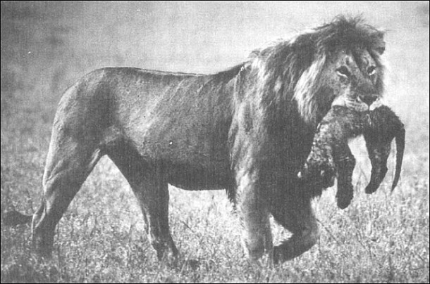 lion.male.infanticide.alc-22