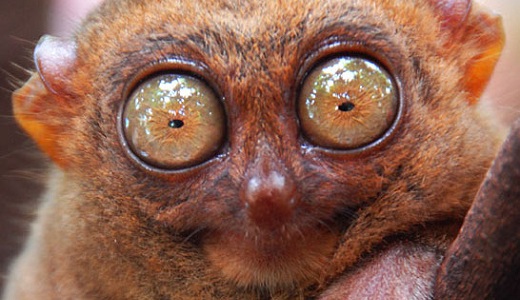 Le Tarsier