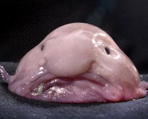 Le blobfish