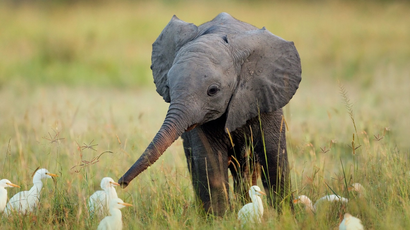 Adorable Des Elephants Qui Aident Un Elephanteau