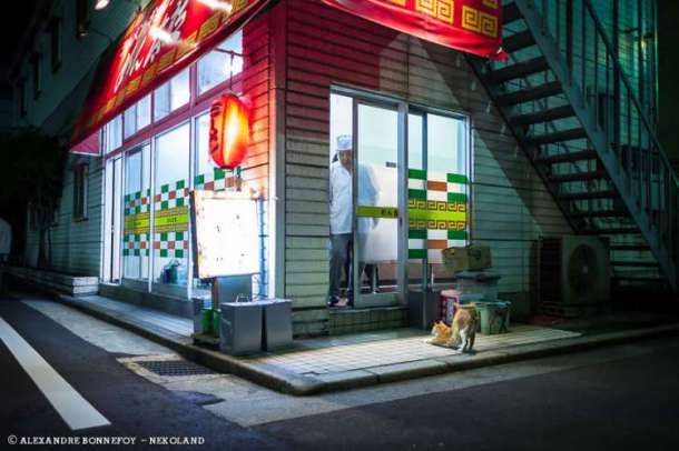 Stretching-Cat-in-Front-of-Restaurant-750x500