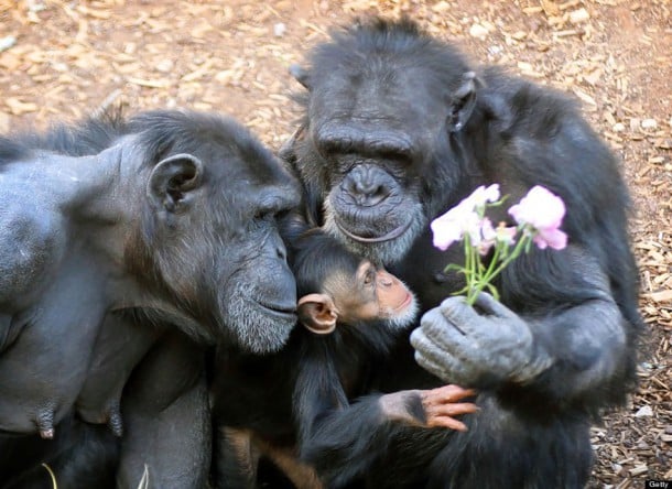 animal-family-portraits-12__880