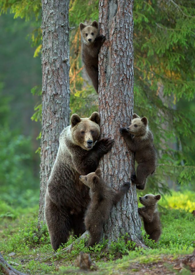 animal-family-portraits-14__880