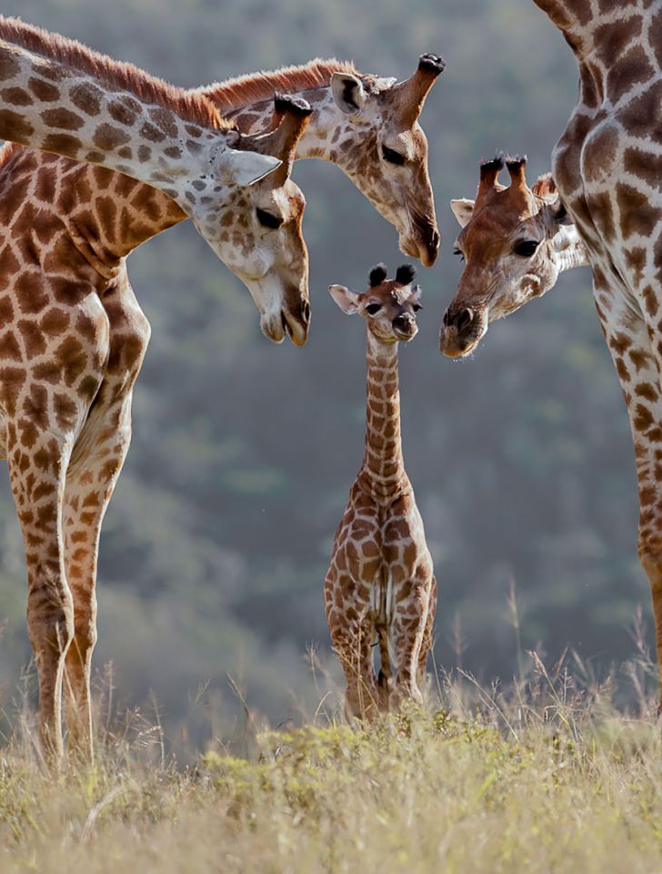 animal-family-portraits-15__880