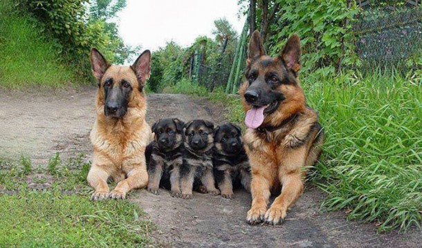 animal-family-portraits-36__700