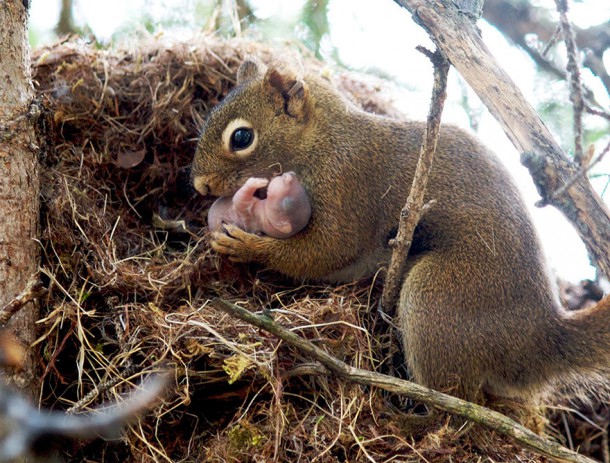 animal-family-portraits-4__880