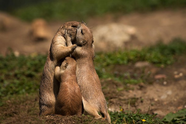 animal-family-portraits-7__880